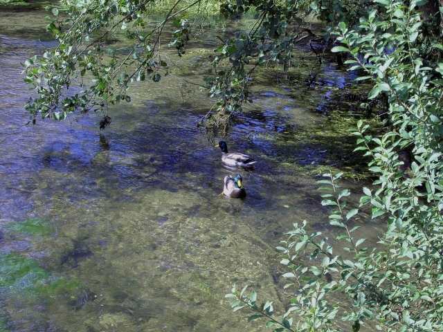 Hollfeld: Enten in der Kainach (Bild 50013)