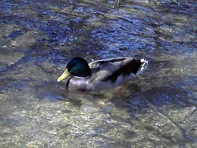 Hollfeld: Ente in der Kainach (Bild 50014)