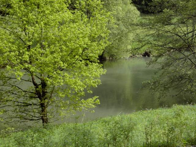 von Muggendorf zur Sachsenmhle: Wanderung an der Wiesent (Bild 62015)