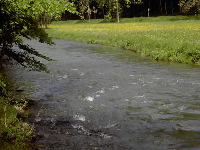 von Muggendorf zur Sachsenmhle: Wanderung an der Wiesent (Bild 62017)