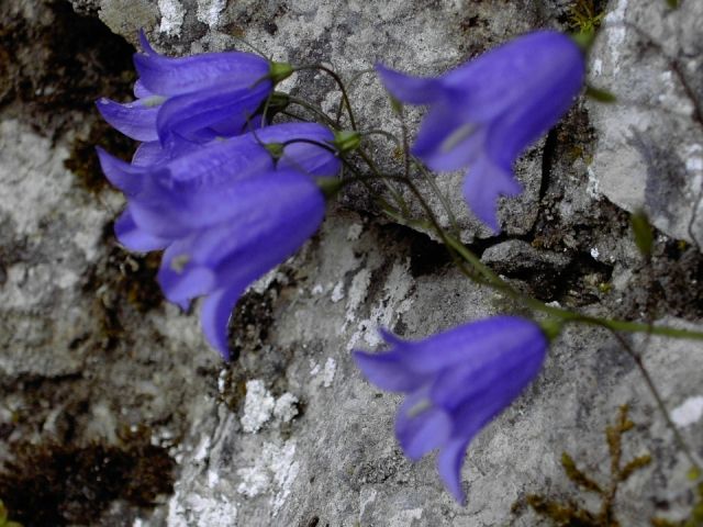 von Muggendorf zur Sachsenmhle: Glockenblumen am Wegesrand (Bild 62025)