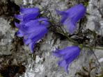 Glockenblumen am Wegesrand