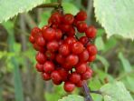 Vogelbeeren am Wegesrand