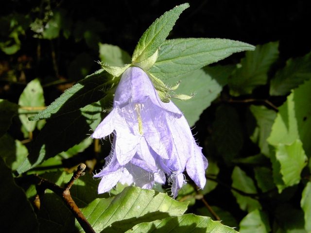 von der Sachsen- zur Stempfermhle: Marien-Glockenblume am Wegesrand (Bild 63006)