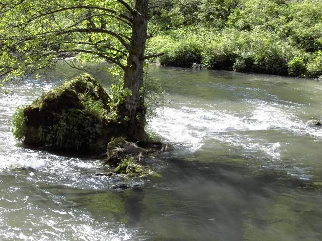 von der Sachsen- zur Stempfermhle: Wanderung an der Wiesent (Bild 63019)