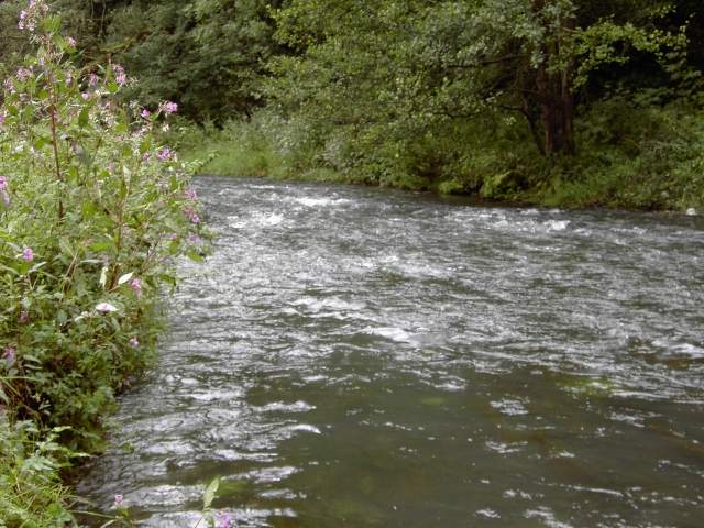 von Behringersmhle nach Waischenfeld: Wanderung an der Wiesent (Bild 64006)