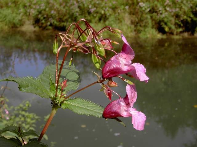 von Behringersmhle nach Waischenfeld: Marien-Glockenblume am Wegesrand (Bild 64020)