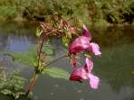 Marien-Glockenblume am Wegesrand