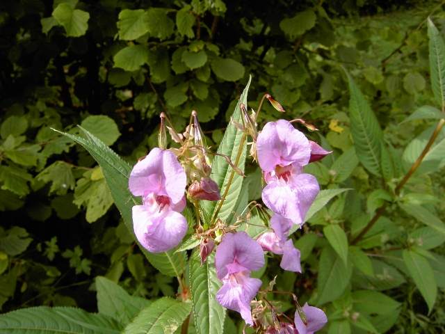 von Behringersmhle nach Waischenfeld: Marien-Glockenblume am Wegesrand (Bild 64022)