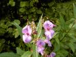 Marien-Glockenblume am Wegesrand
