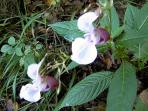 Marien-Glockenblume am Wegesrand