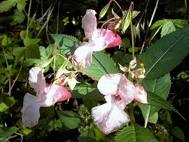 von Behringersmhle nach Waischenfeld: Marien-Glockenblume am Wegesrand (Bild 64033)