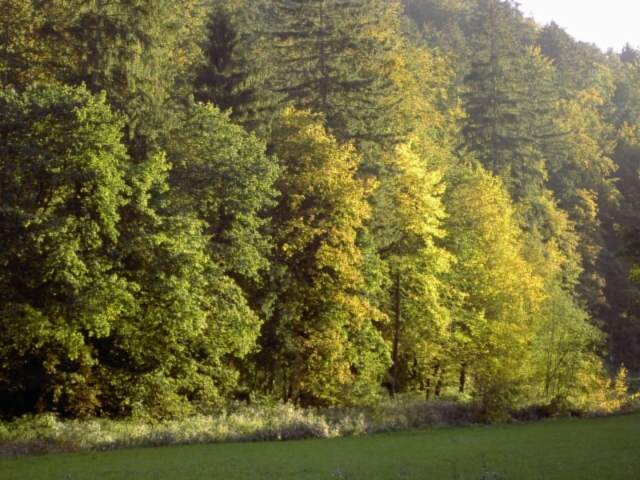 von Behringersmhle nach Waischenfeld: Herbstliche Stimmung sdlich von Burg Rabeneck (Bild 64035)
