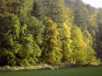 Herbstliche Stimmung sdlich von Burg Rabeneck