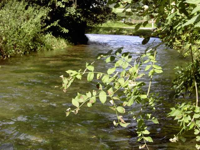 von Waischenfeld nach Hollfeld: Die Wiesent in Wadendorf (Bild 65014)