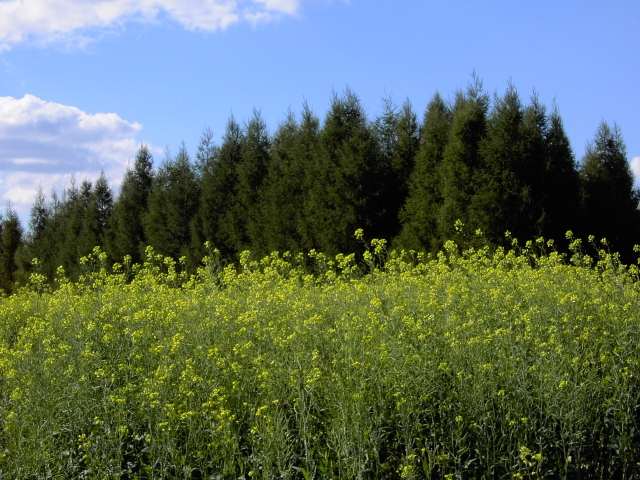 von Waischenfeld nach Hollfeld: Rapsfeld am Weg von Stechendorf nach Treppendorf (Bild 65024)