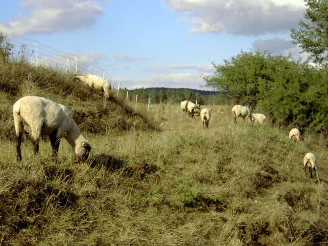 von Waischenfeld nach Hollfeld: Schafe am Weg von Stechendorf nach Treppendorf (Bild 65025)