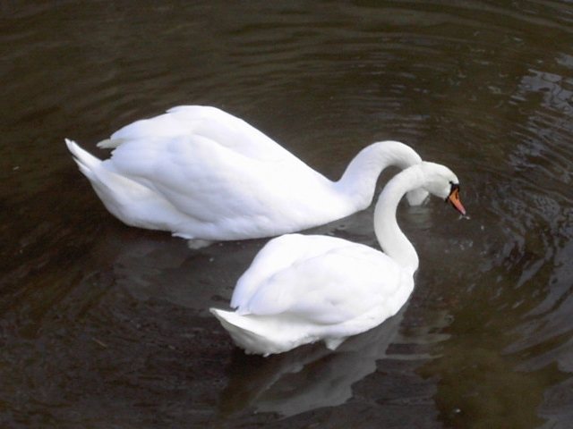 Die Wiesent im Winter: Schwne in Waischenfeld (Bild 66041)