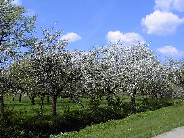 Wandern an der Trubach: Obstbaumblte im Trubachtal (Bild 81016)