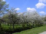 Obstbaumblte im Trubachtal