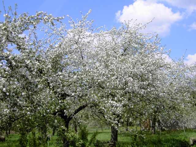 Wandern an der Trubach: Obstbaumblte im Trubachtal (Bild 81017)