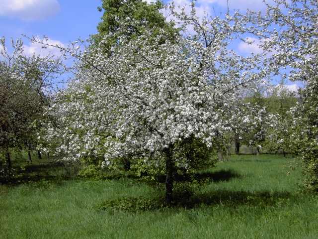 Wandern an der Trubach: Obstbaumblte im Trubachtal (Bild 81018)
