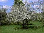 Obstbaumblte im Trubachtal