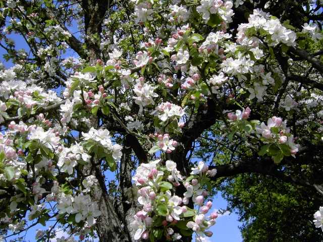 Wandern an der Trubach: Obstbaumblte im Trubachtal (Bild 81019)