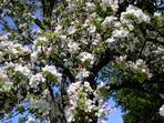 Obstbaumblte im Trubachtal