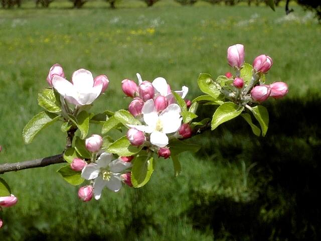 Wandern an der Trubach: Obstbaumblte im Trubachtal (Bild 81020)