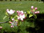 Obstbaumblte im Trubachtal