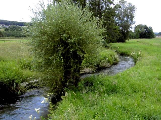 Wandern an der Trubach: Die Trubach zwischen Pretzfeld und Hagenbach (Bild 81023)