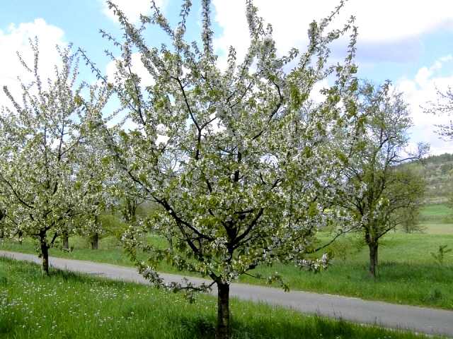 Wandern an der Trubach: Kirschenblte im Trubachtal (Bild 81026)