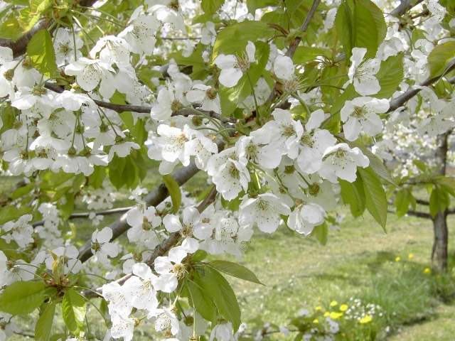 Wandern an der Trubach: Kirschenblüte im Trubachtal (Bild 81028)