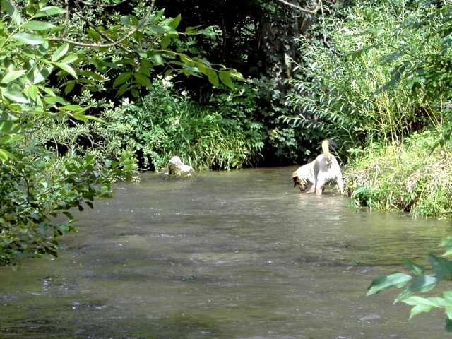 Wandern an der Trubach: Die Trubach und ein badender Hund in Unterzaunsbach (Bild 81041)