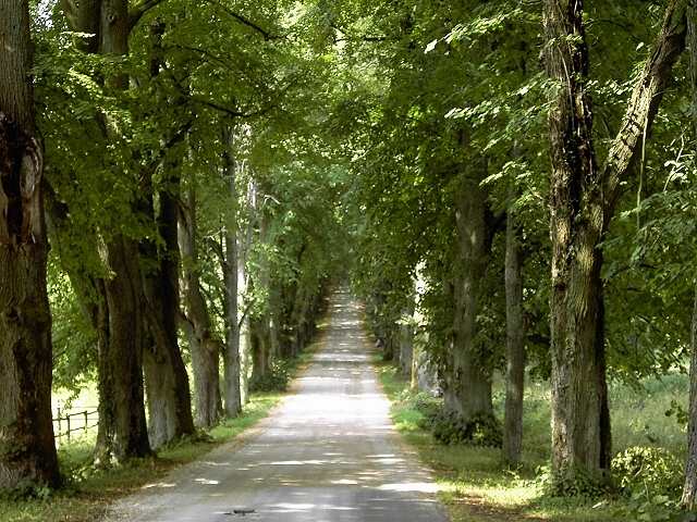 Wandern an der Leinleiter: Allee zu Schlo Greifenstein (Bild 82075)