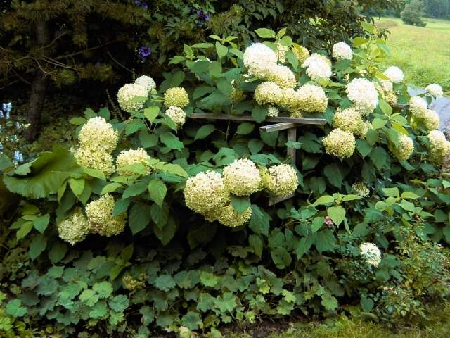 Wandern an der Leinleiter: Ziergarten in Burggrub (Bild 82091)