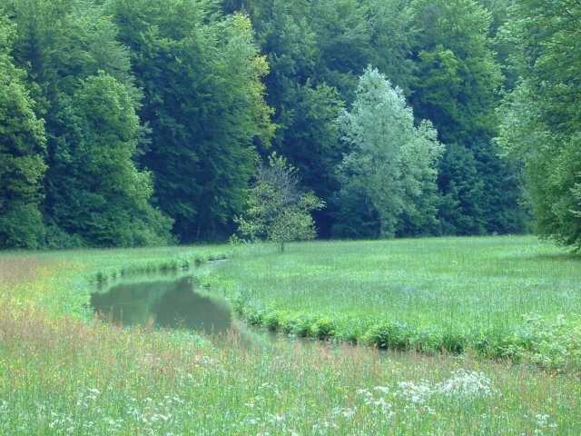 Wanderung an der Aufse: Von Doos zur Kuchenmhle (Bild 84015)