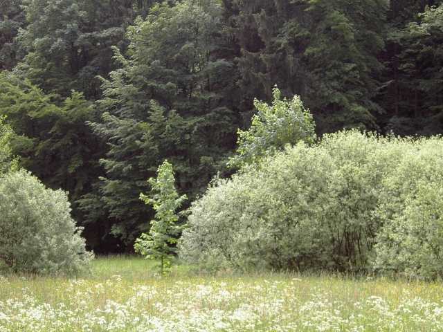 Wanderung an der Aufse: Von Doos zur Kuchenmhle (Bild 84016)