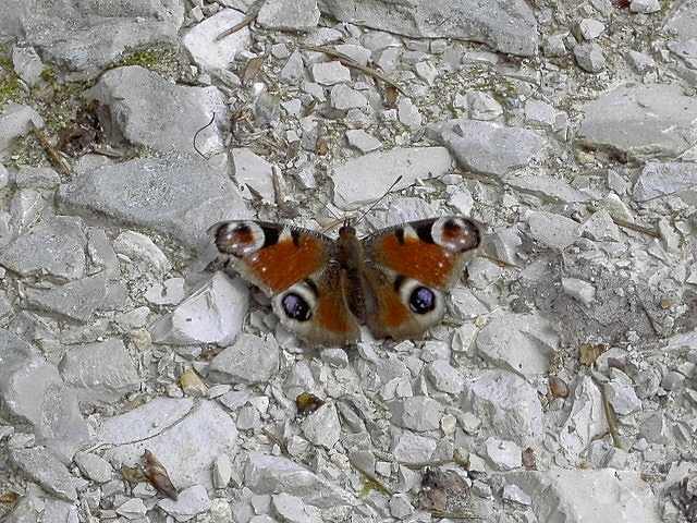 Wanderung an der Aufse: Schmetterling (Tagpfauenauge, Bild 84031)