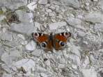 Schmetterling (Tagpfauenauge)