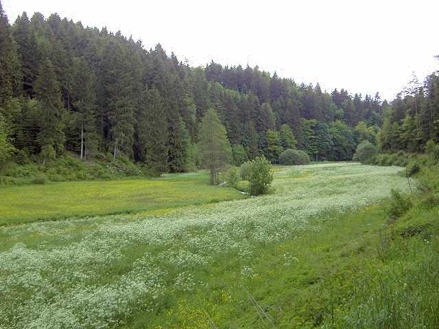 Wanderung an der Aufse: Von der Kuchenmhle nach Wstenstein (Bild 84033)