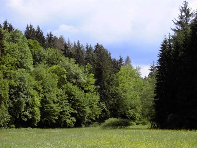 Wanderung an der Aufse: Von Wstenstein nach Draisendorf (Bild 84037)