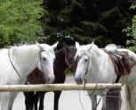 Pferde an der Sachsenmühle